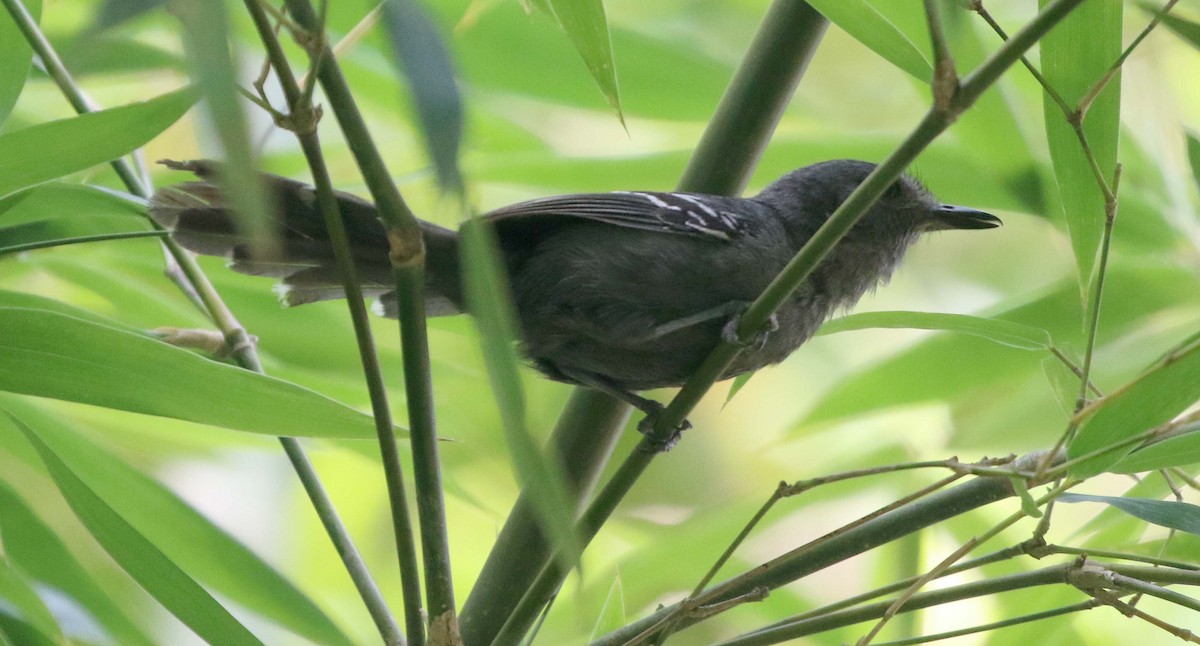 Rio de Janeiro Antbird - ML611803114