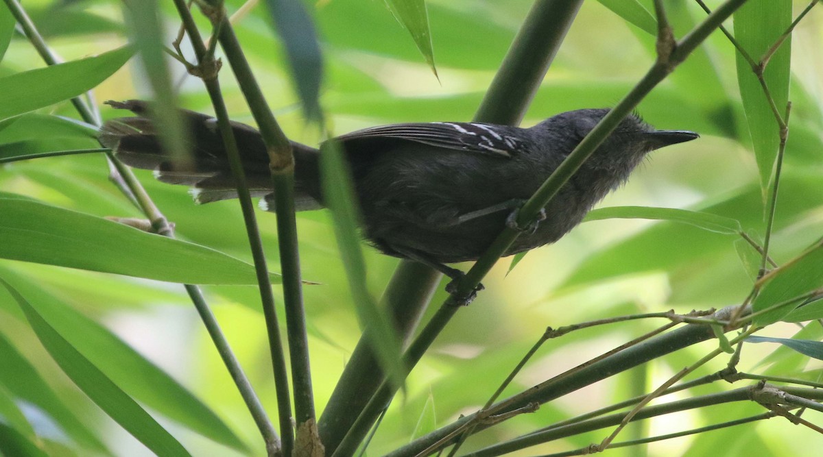 Rio de Janeiro Antbird - ML611803116