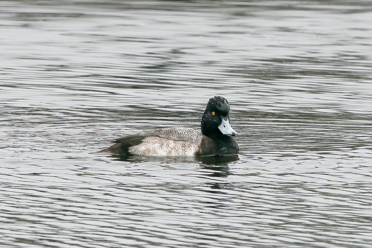 Lesser Scaup - ML611803127