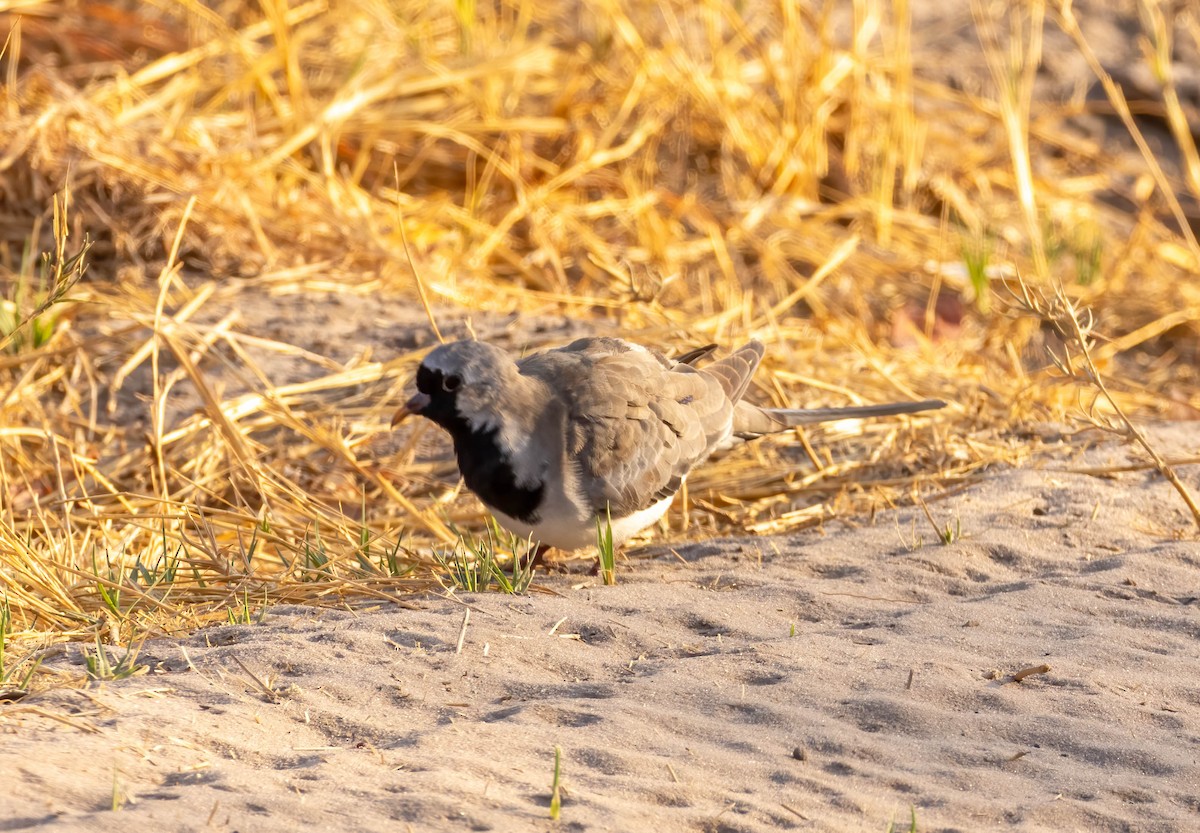 Namaqua Dove - Mark Abdy