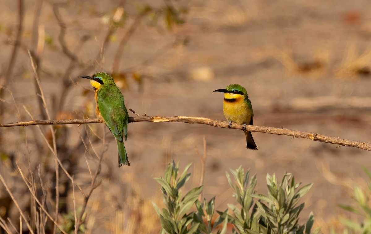 Little Bee-eater - ML611803257