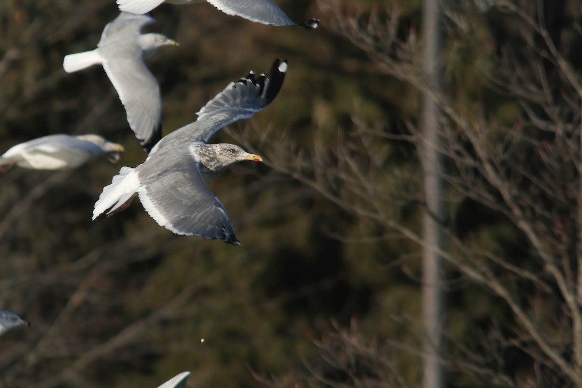 Gaviota Argéntea (vegae) - ML611803273