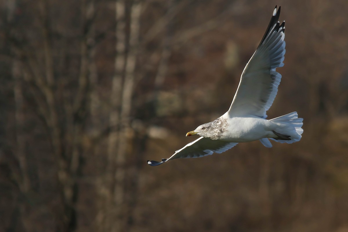 Gaviota Argéntea (vegae) - ML611803275