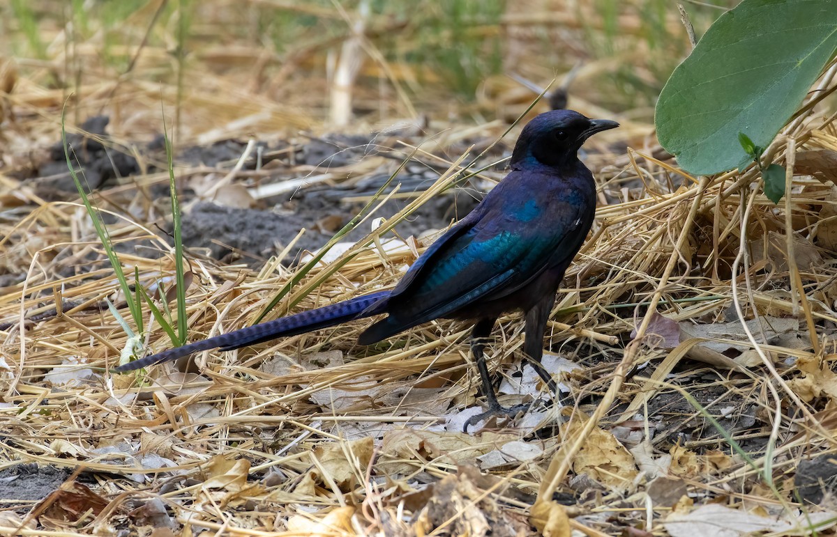 Meves's Starling - Mark Abdy