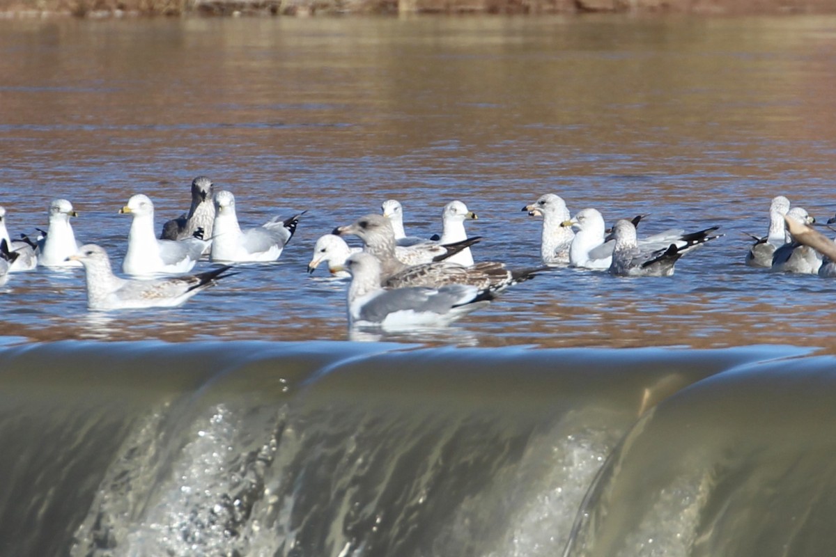 California Gull - ML611803322