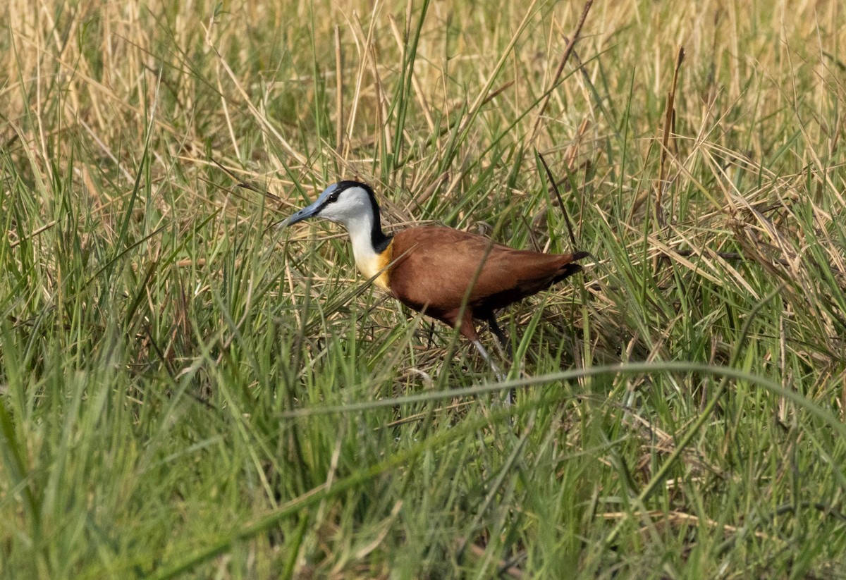 African Jacana - Mark Abdy