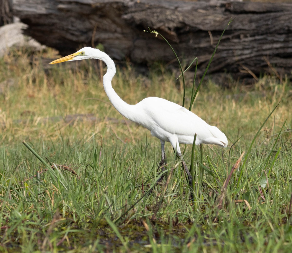 Great Egret - Mark Abdy