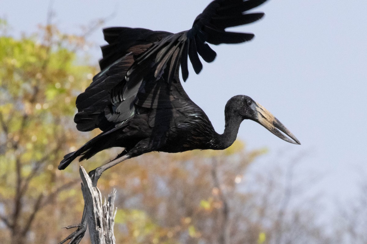 African Openbill - Mark Abdy