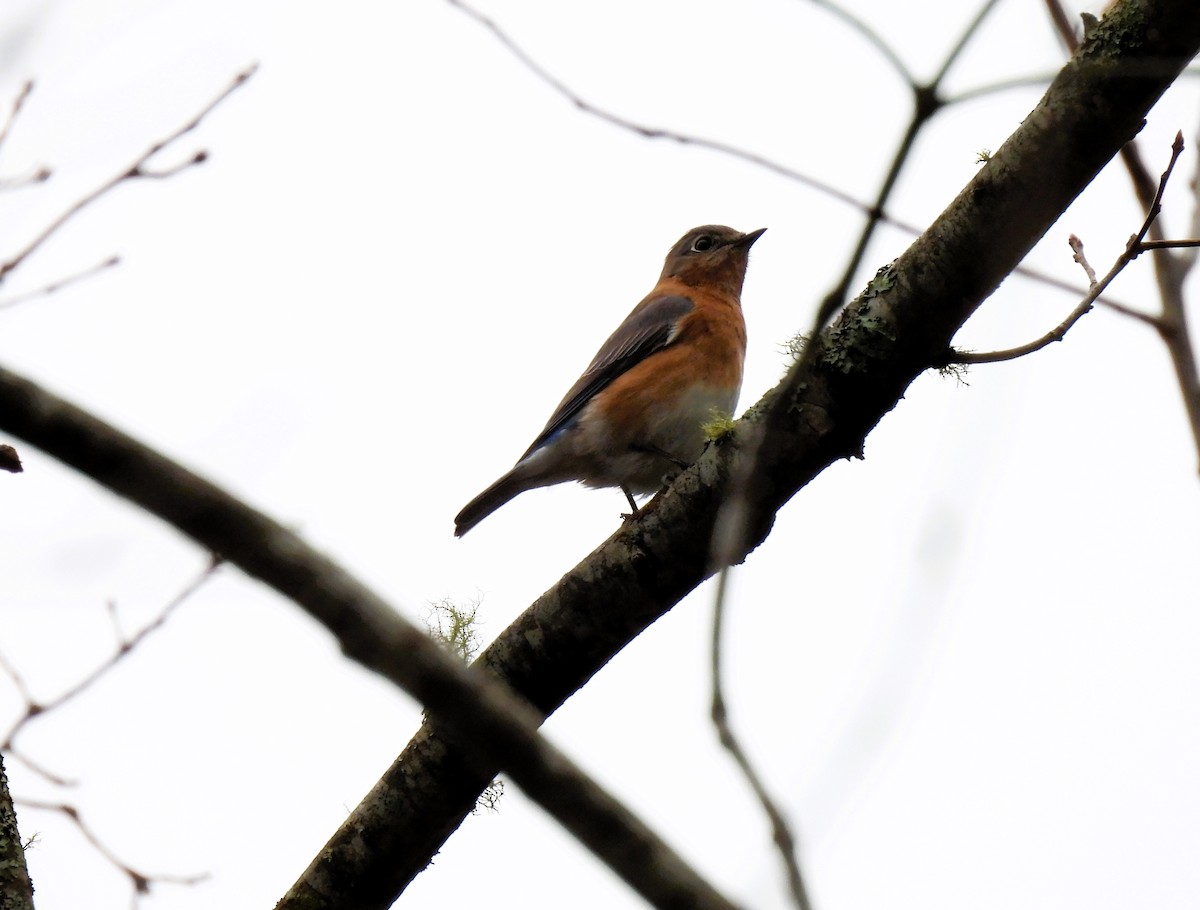 Eastern Bluebird - ML611803401