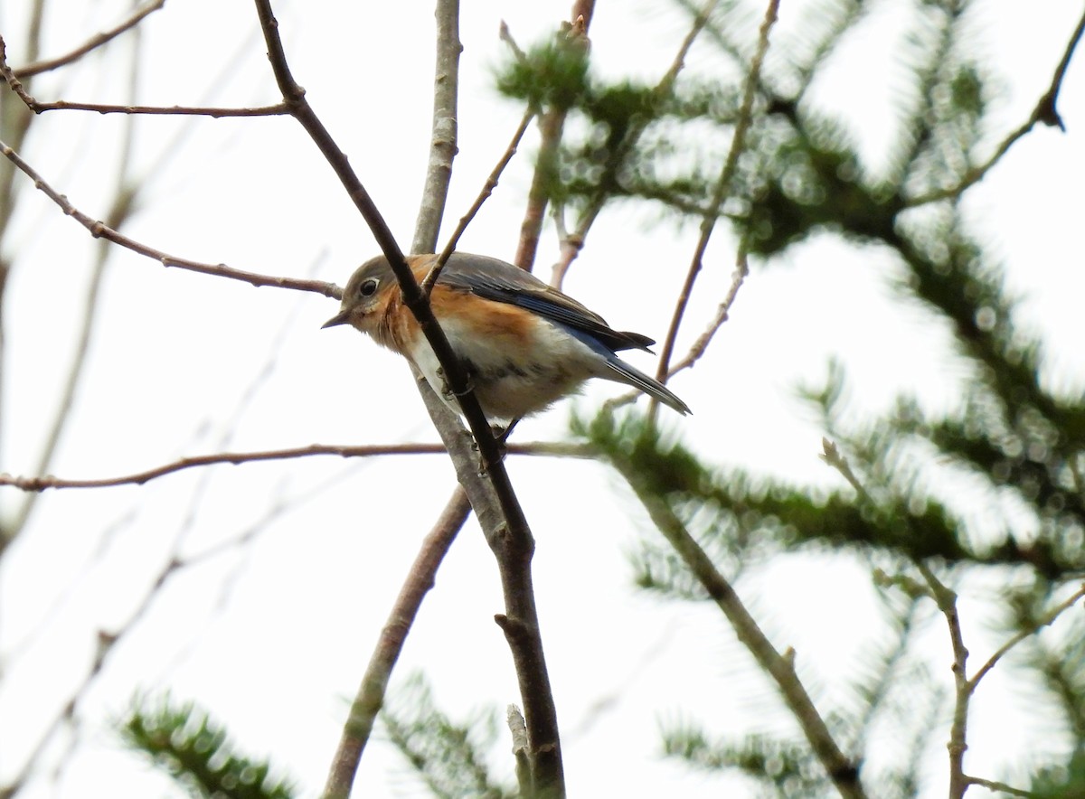 Eastern Bluebird - ML611803402