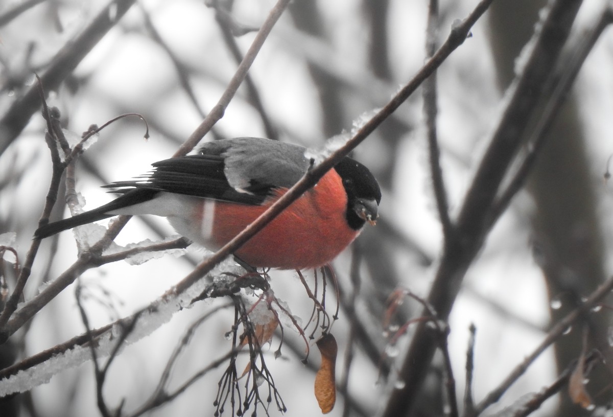 Eurasian Bullfinch - ML611803486