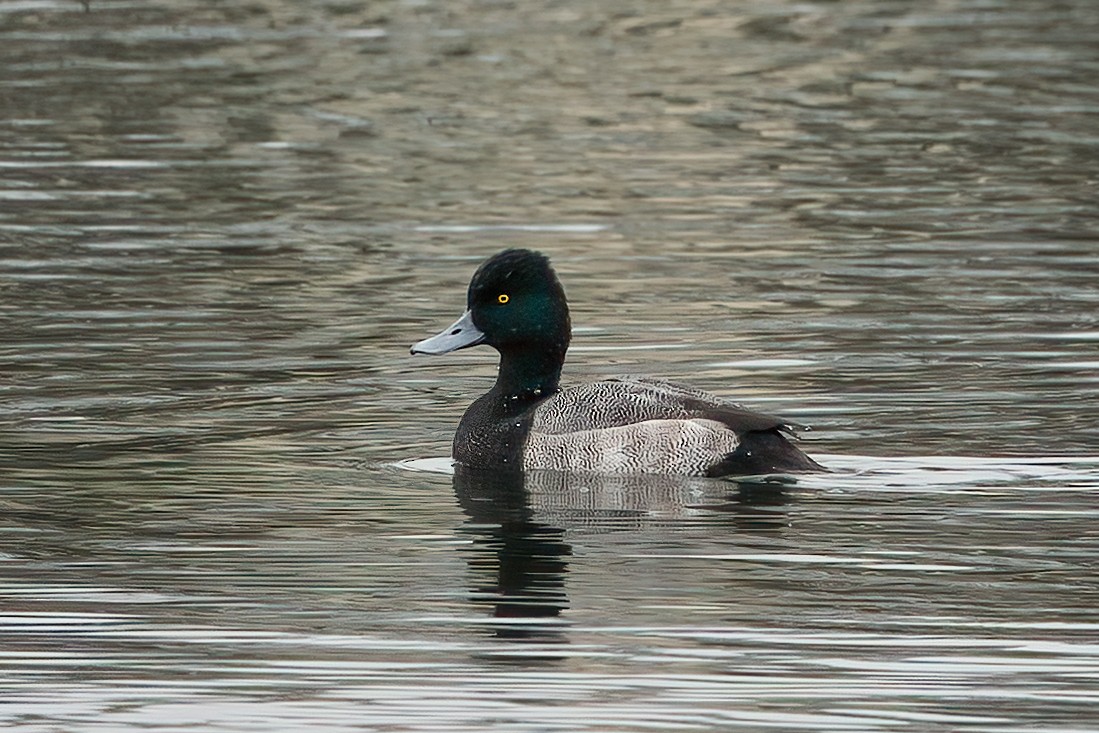 Lesser Scaup - ML611803541