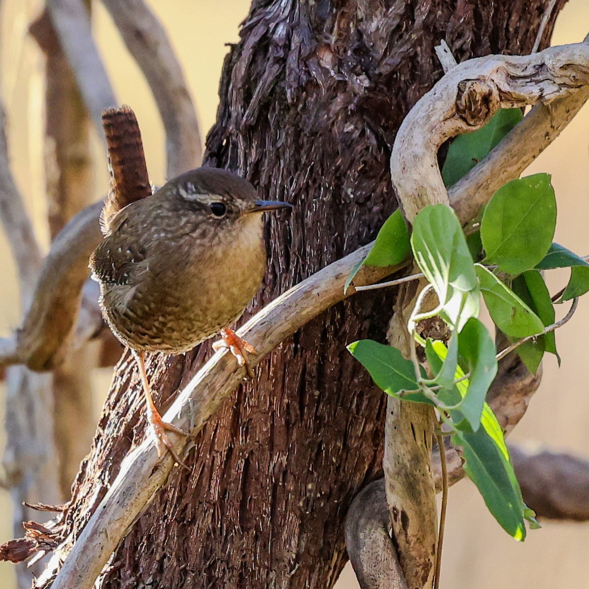 Winter Wren - ML611803615