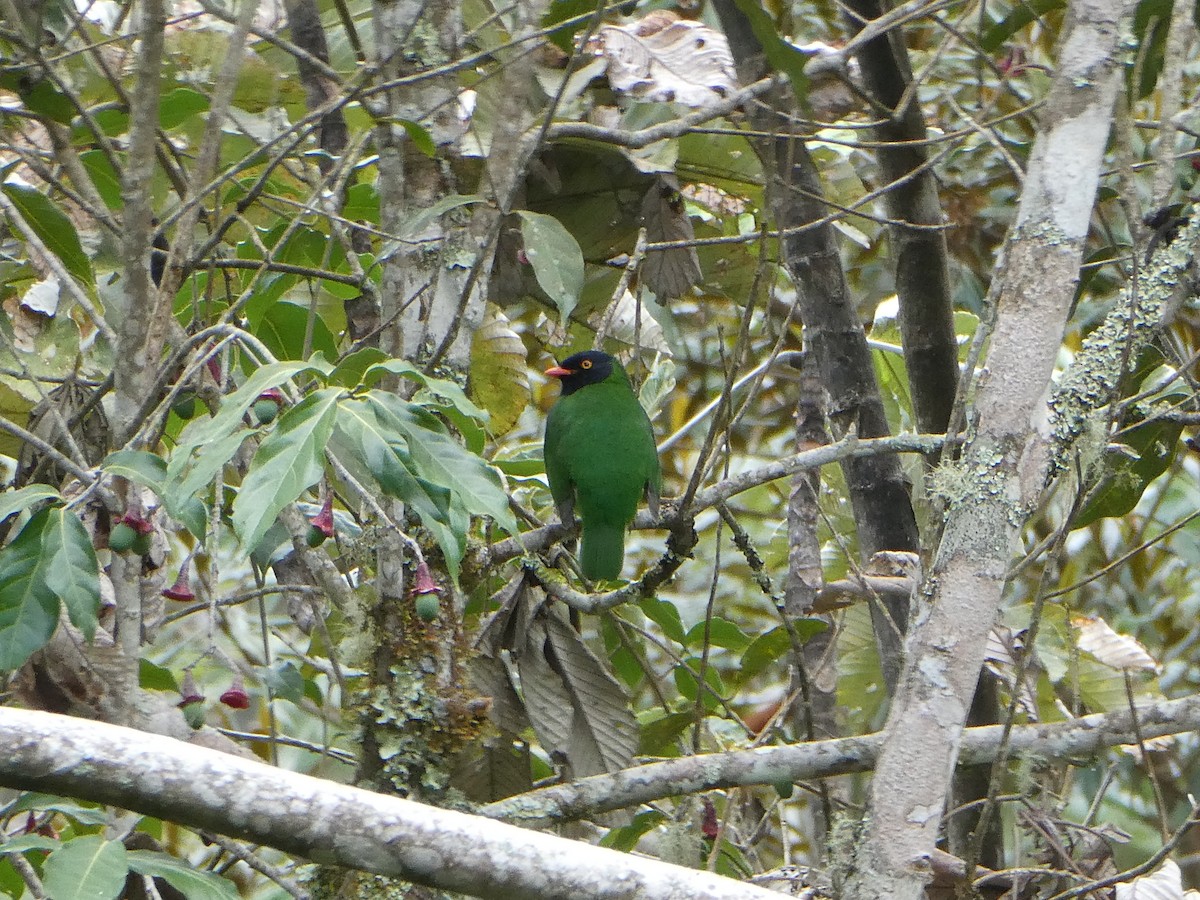 Black-chested Fruiteater - ML611803777