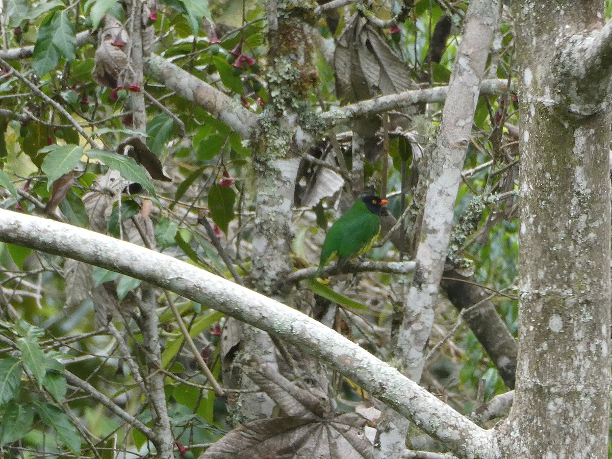 Black-chested Fruiteater - ML611803779