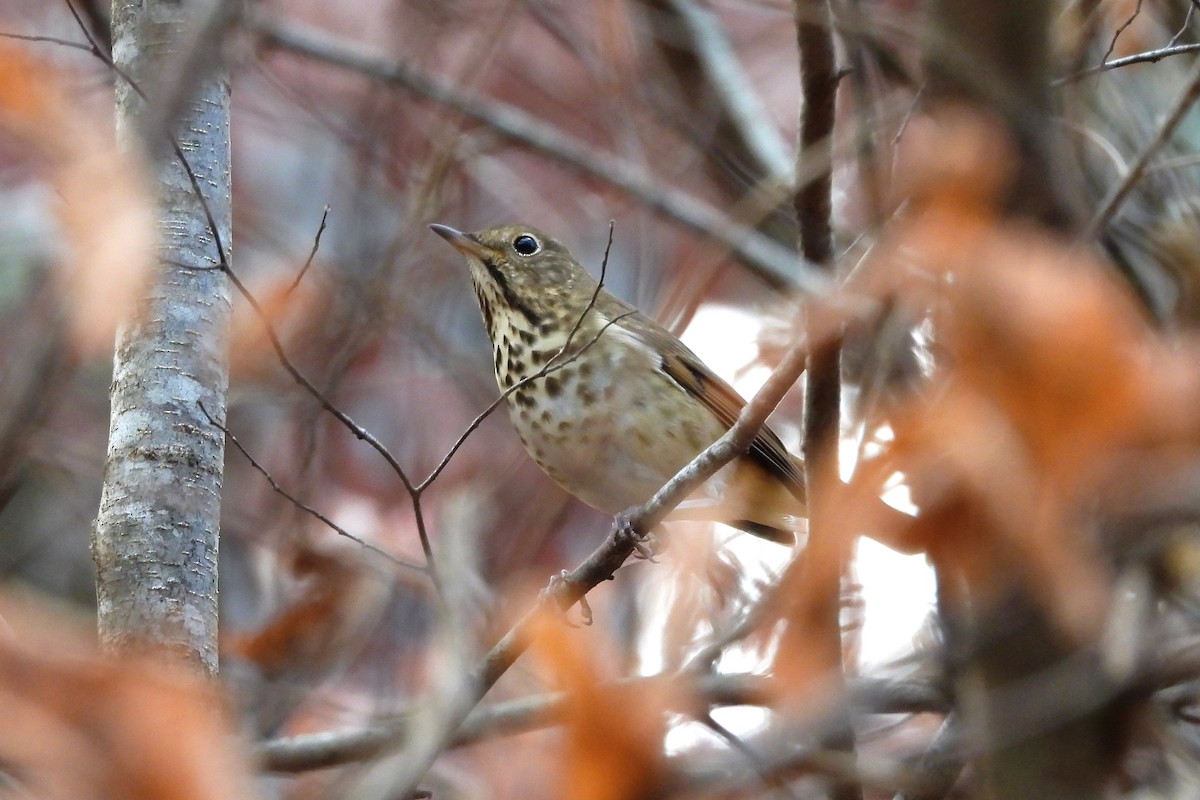 Hermit Thrush - ML611803781