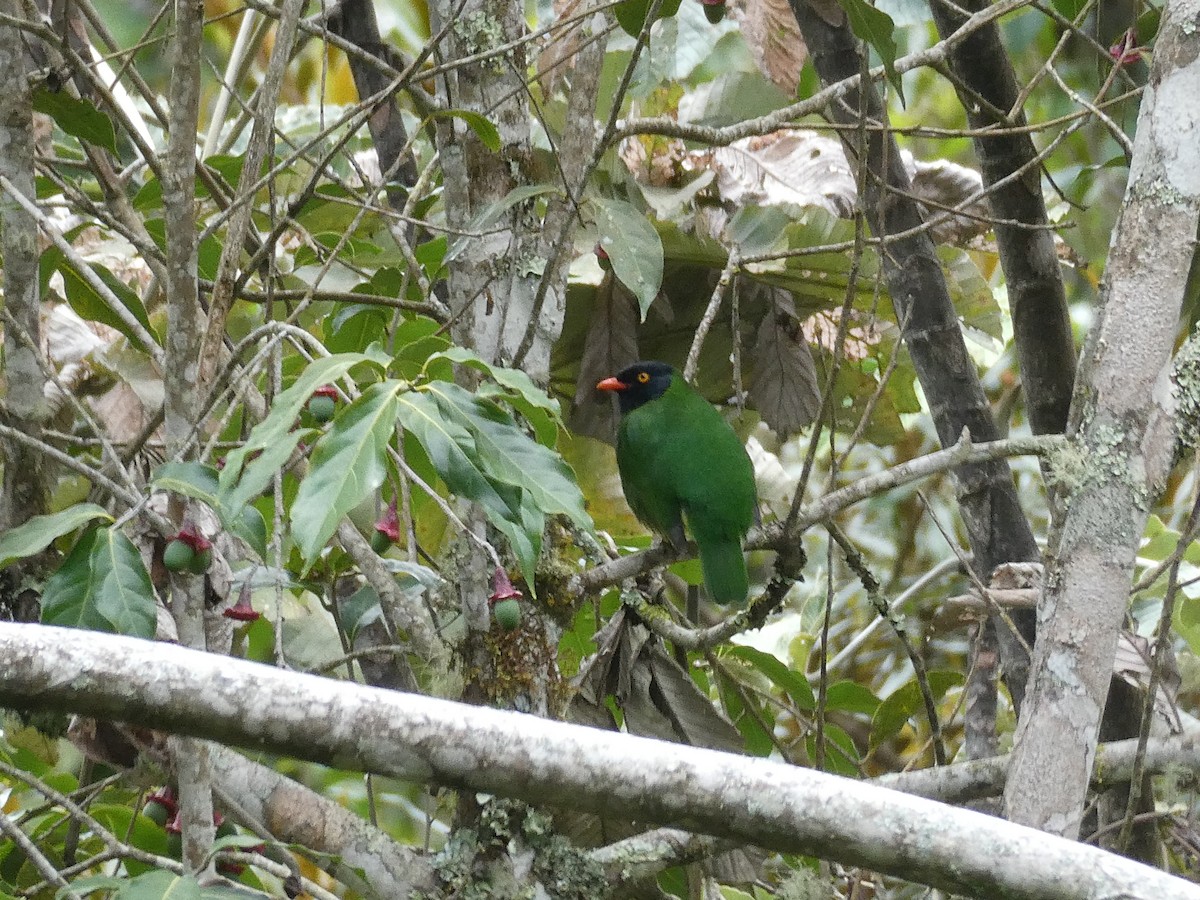 Cotinga de Lubomirsk - ML611803789