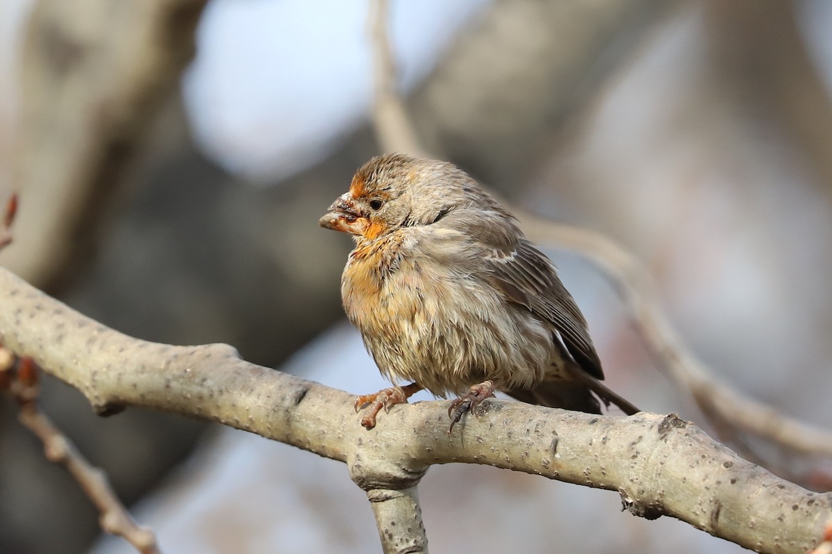 House Finch - ML611803852