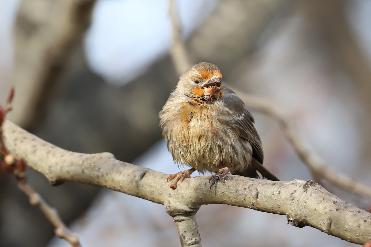 House Finch - ML611803853