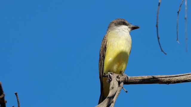 Thick-billed Kingbird - ML611803861