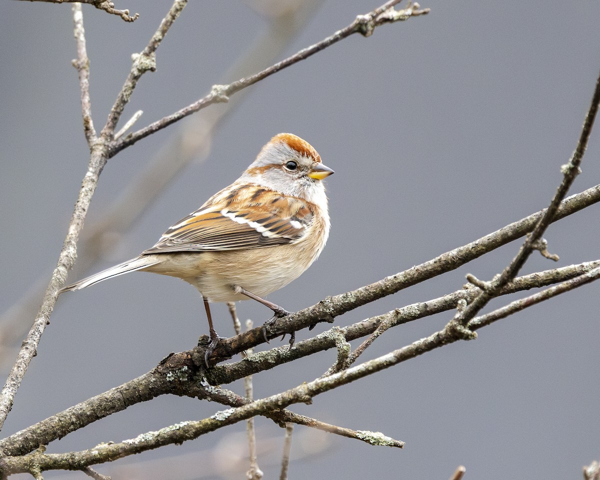 ムナフヒメドリ - ML611803885