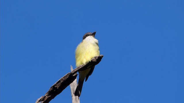 Thick-billed Kingbird - ML611803922