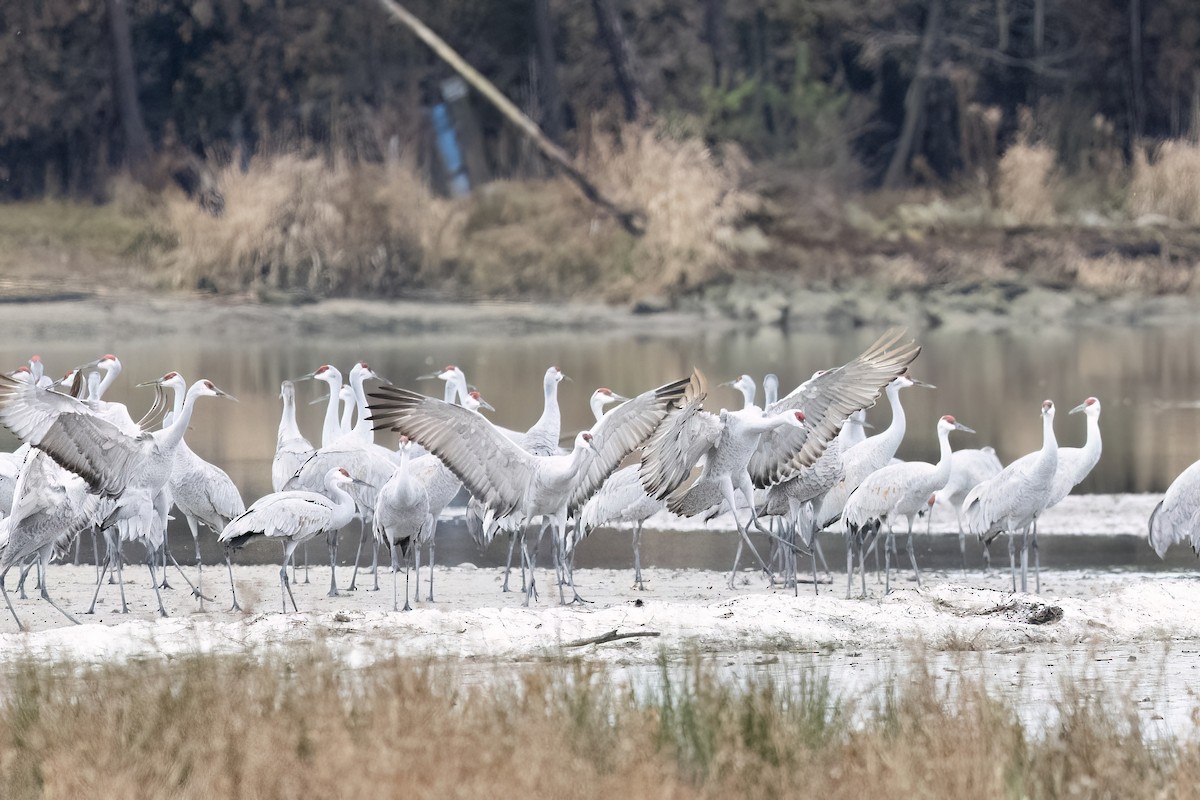 Sandhill Crane - ML611803947