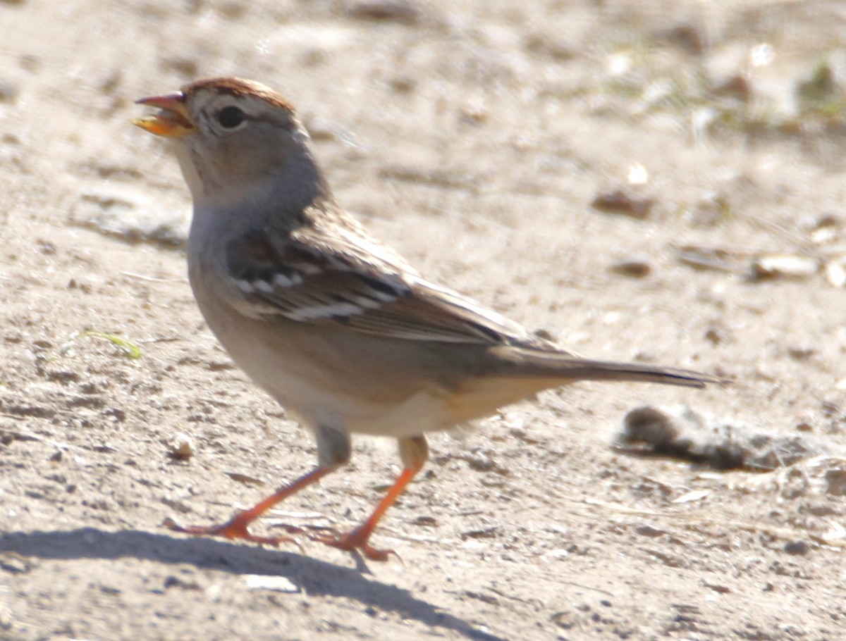 White-crowned Sparrow - ML611804032