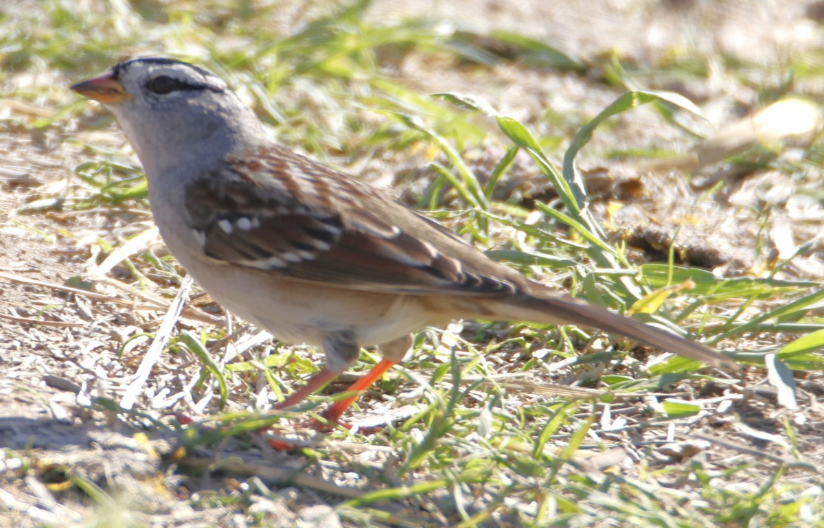 Bruant à couronne blanche - ML611804033