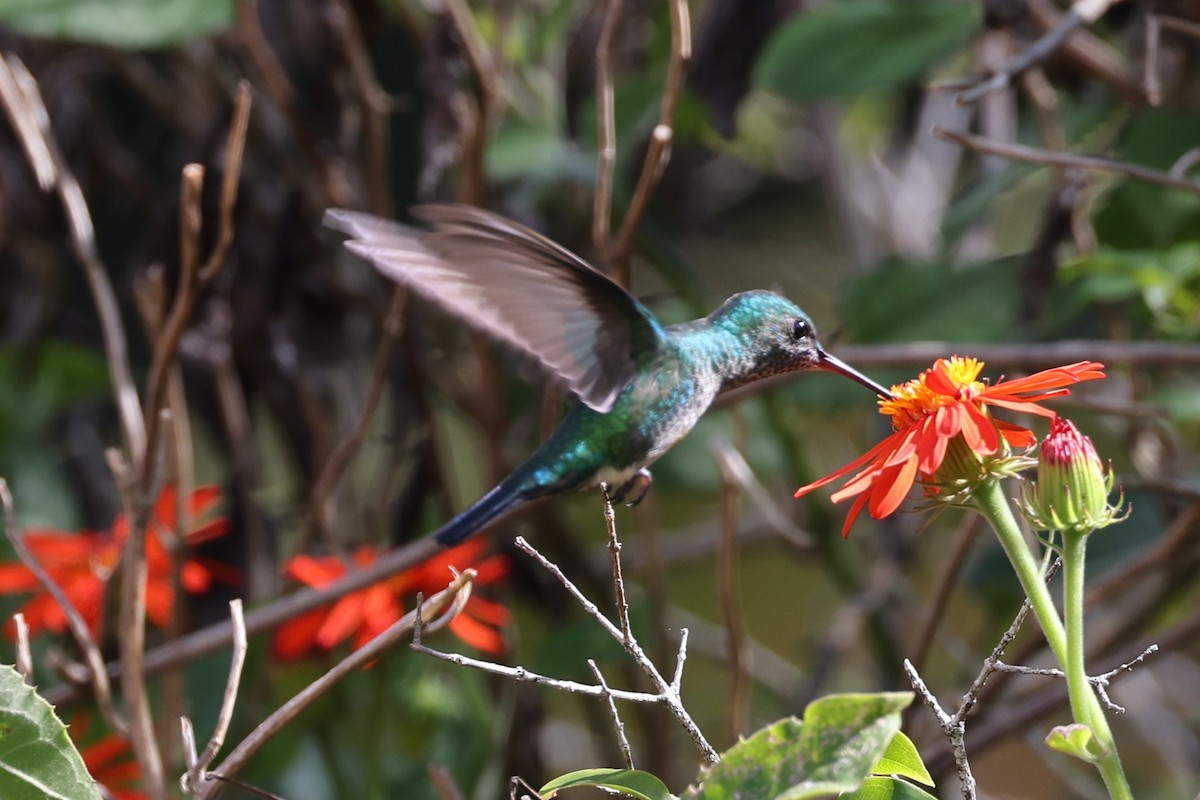 Blue-chinned Sapphire - ML611804082