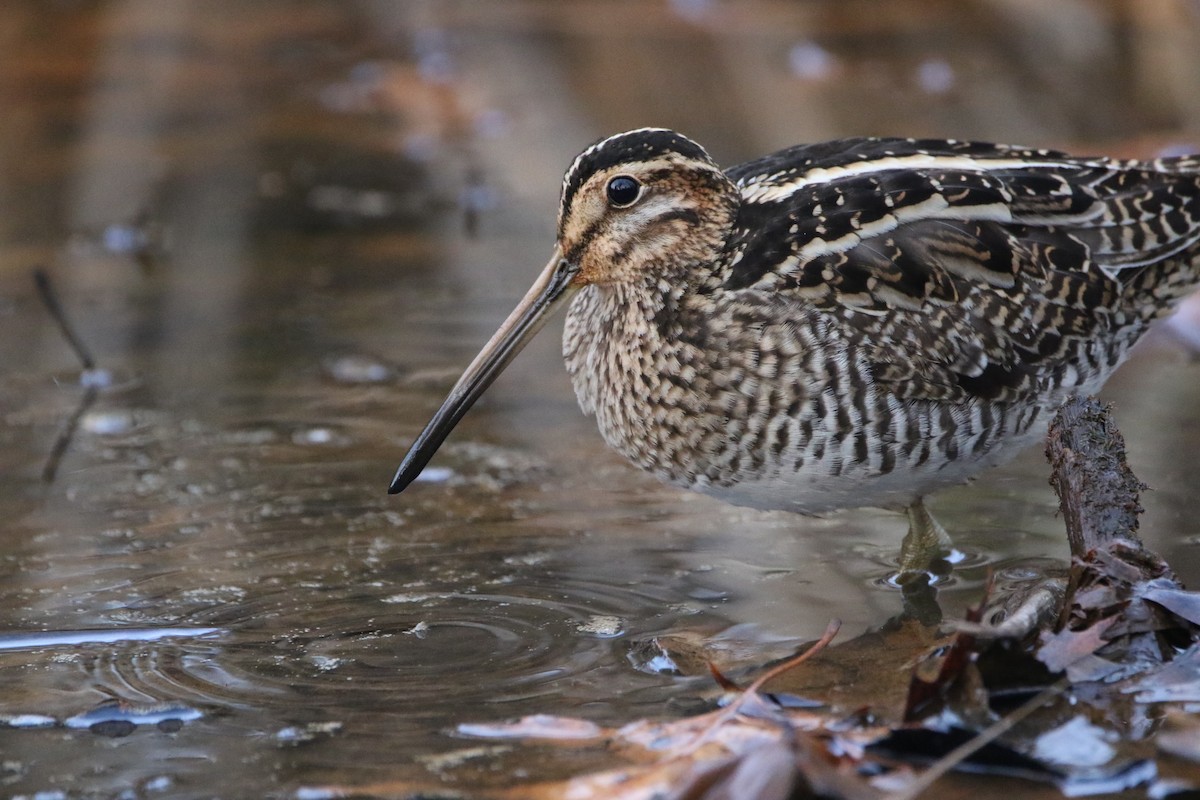 Wilson's Snipe - Mark Price