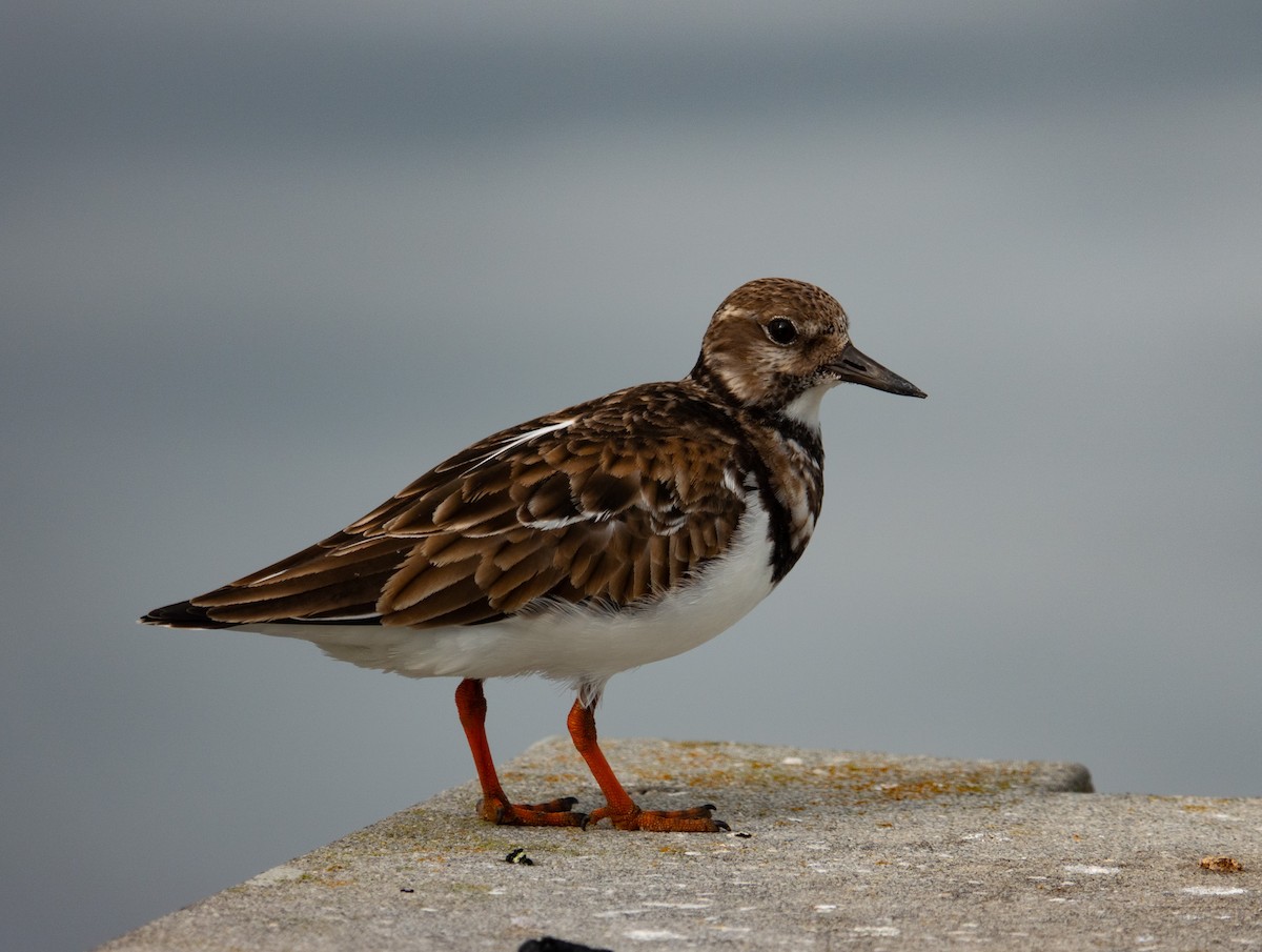 Ruddy Turnstone - ML611804087