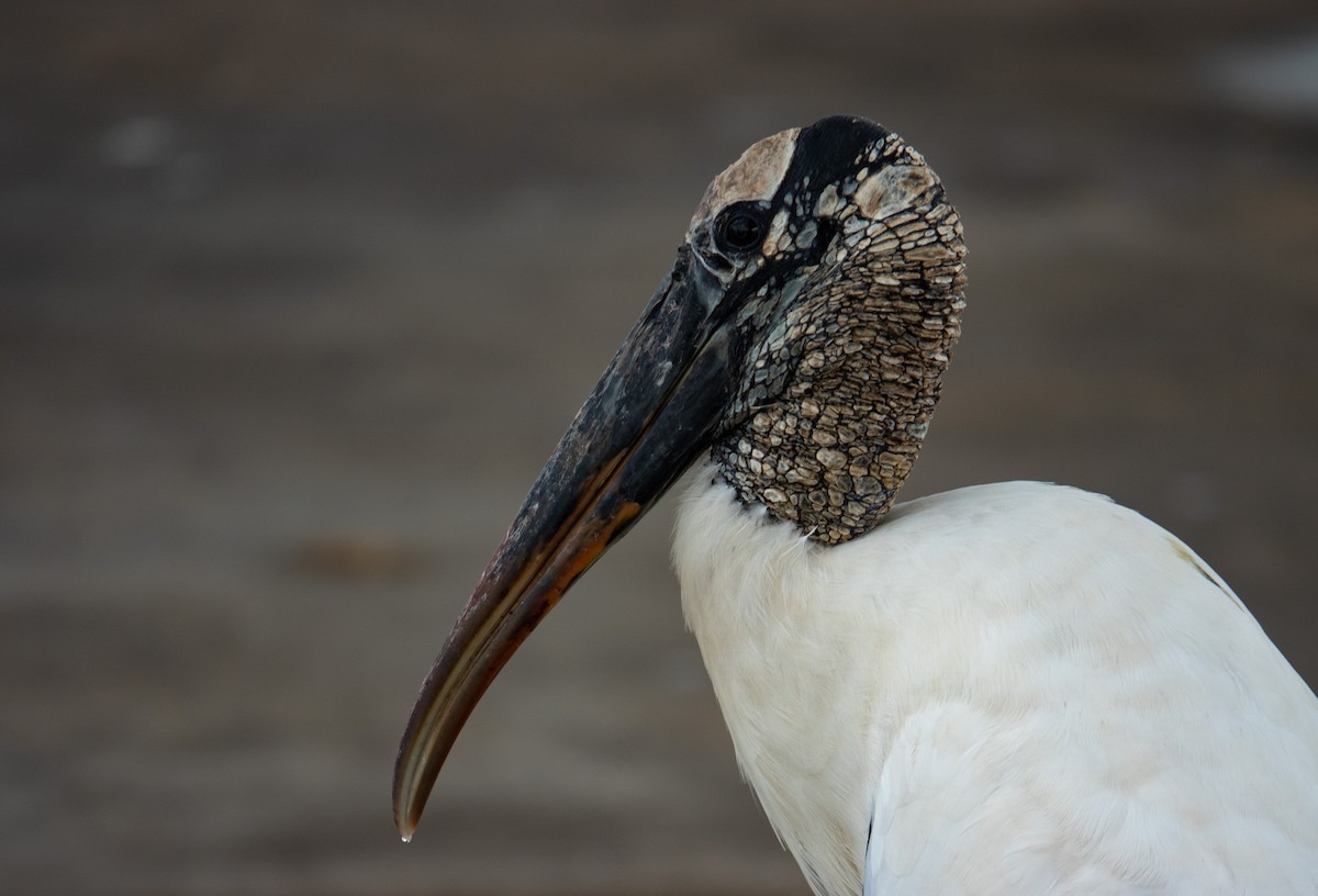 Wood Stork - ML611804091