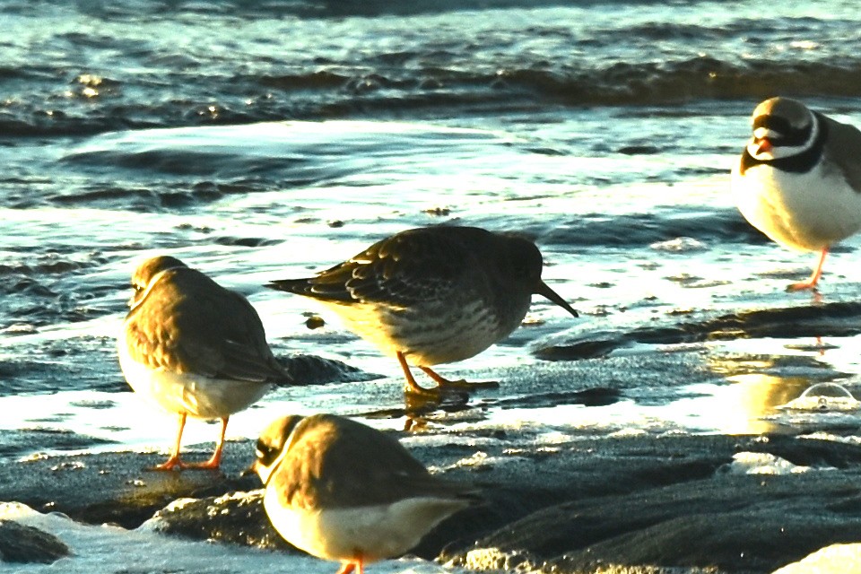 Purple Sandpiper - ML611804112