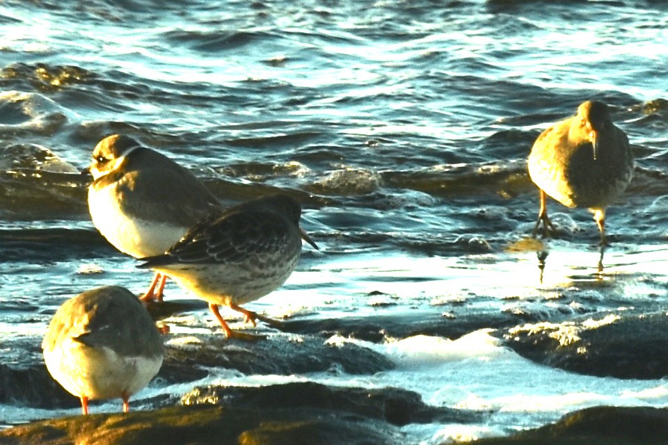 Purple Sandpiper - ML611804115