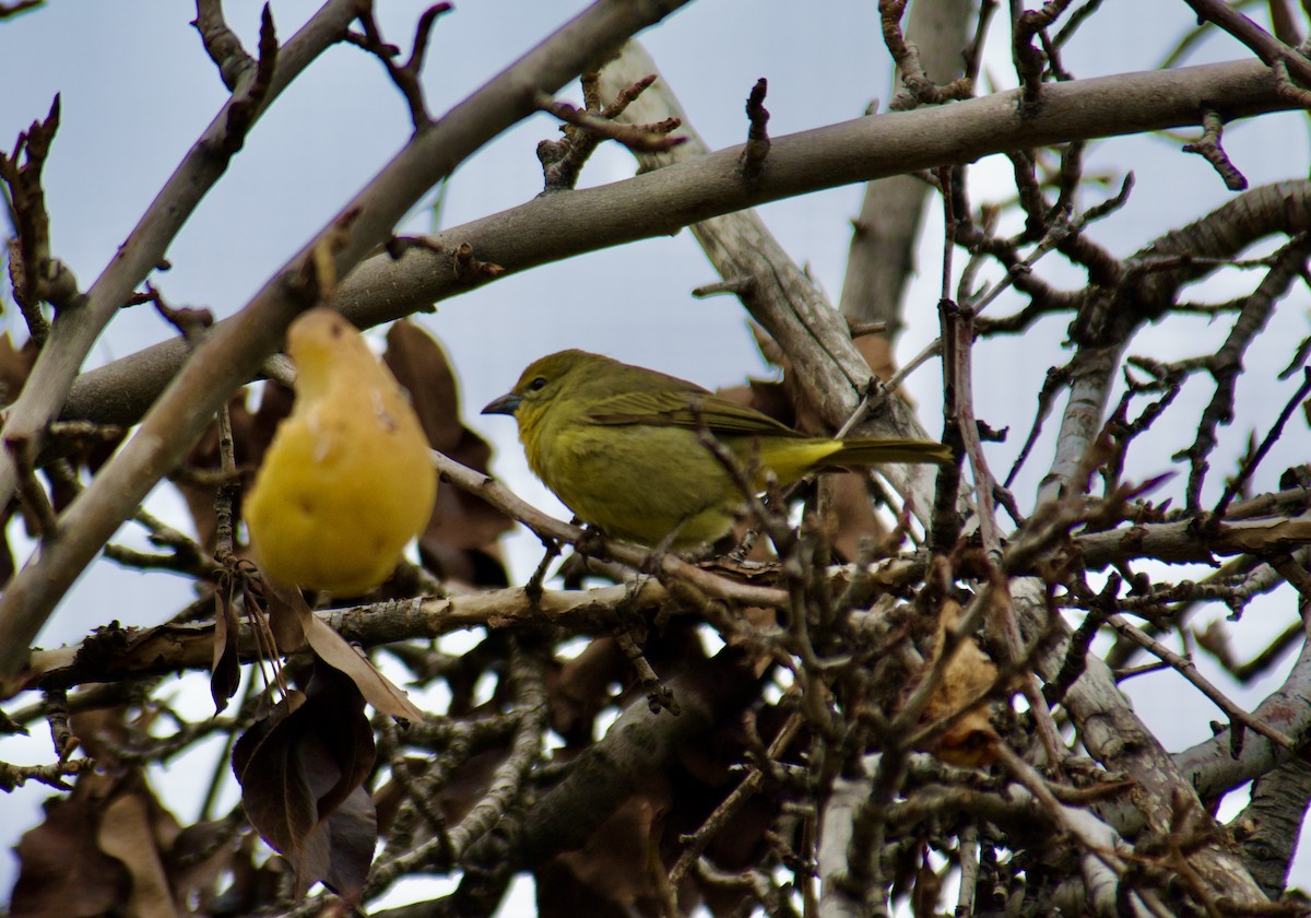 Hepatic Tanager - ML611804144