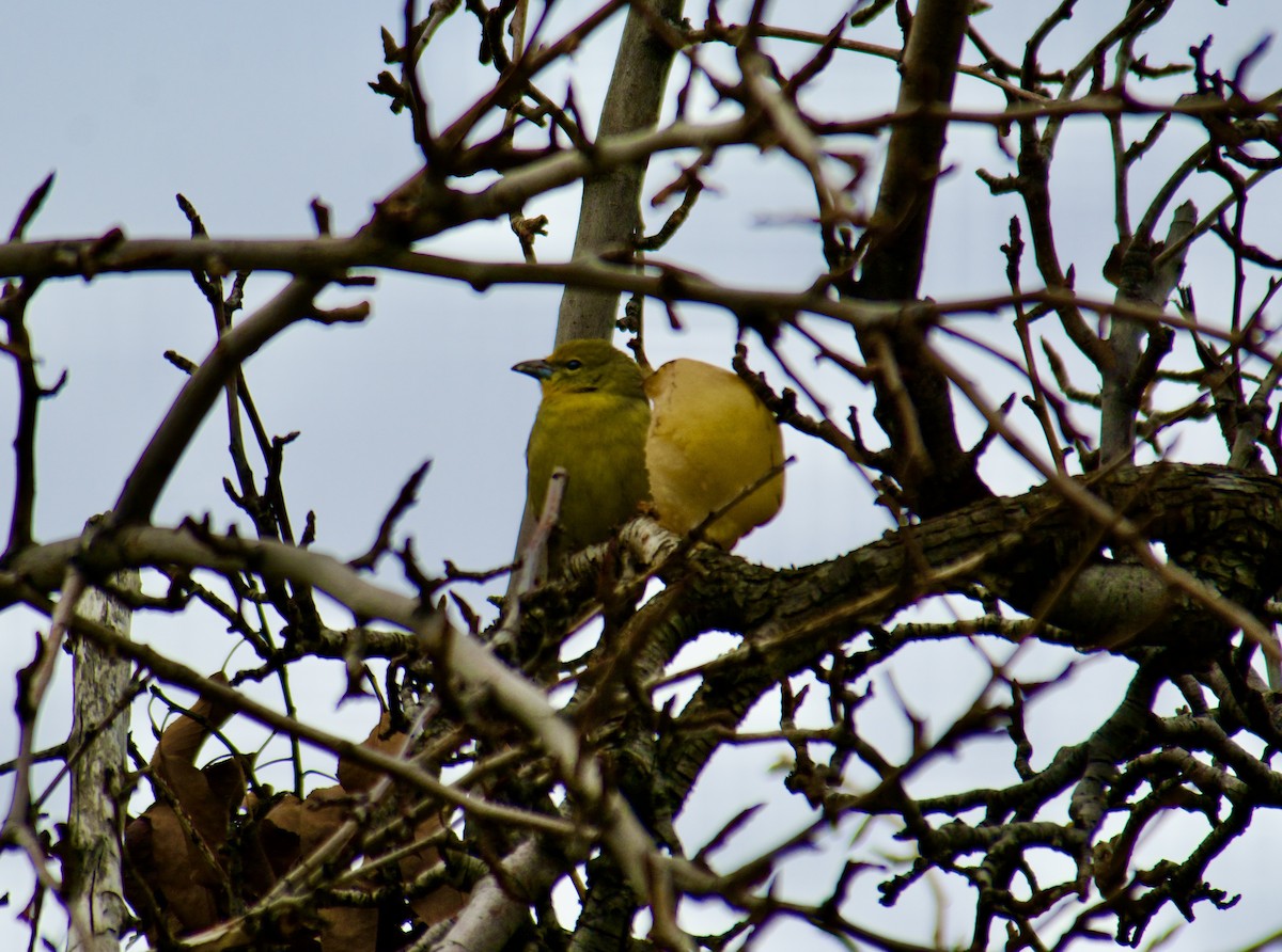 Hepatic Tanager - ML611804145