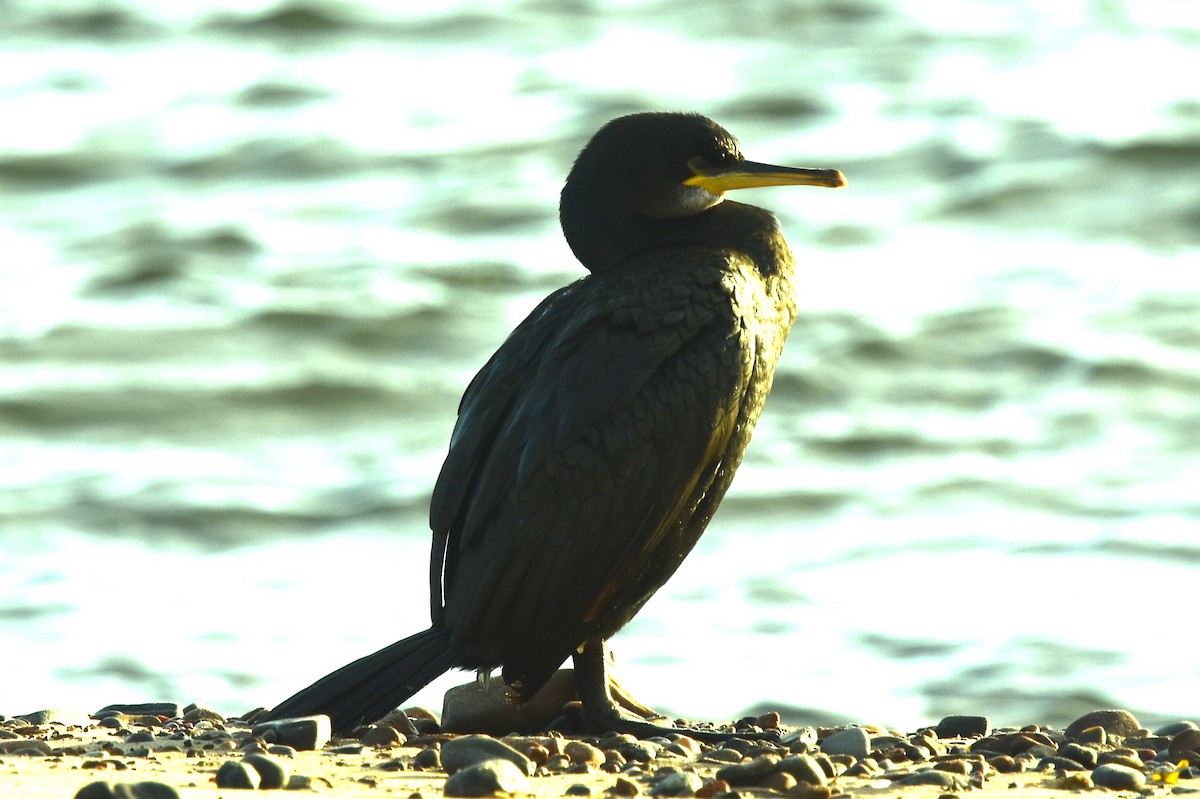 Cormorán Moñudo - ML611804156