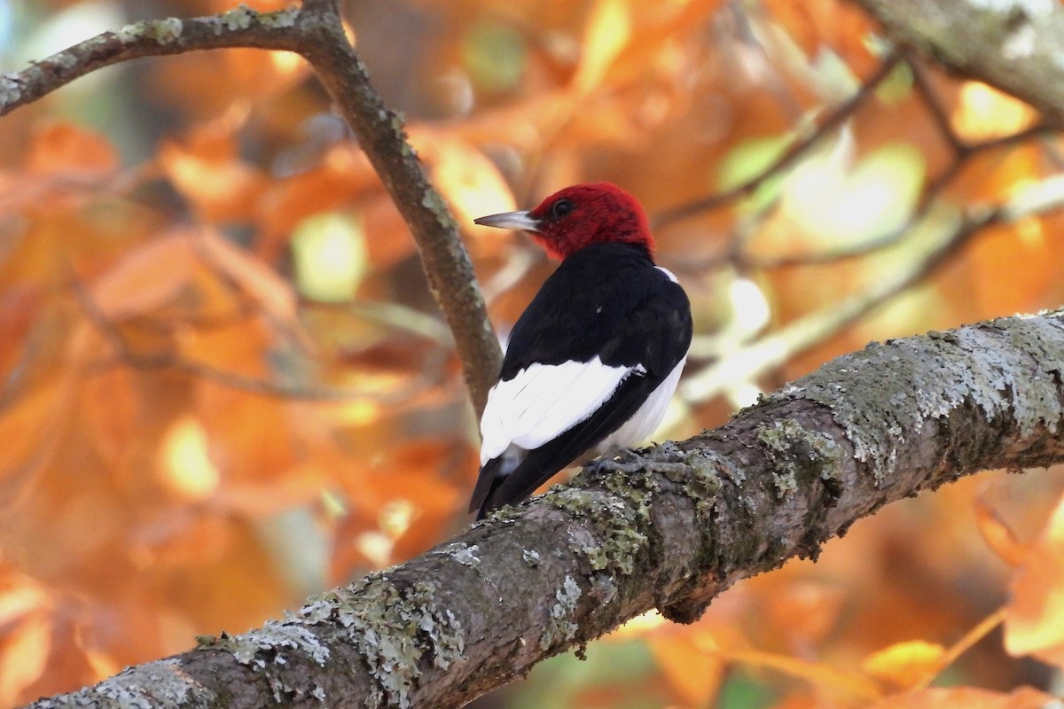 Red-headed Woodpecker - ML611804174
