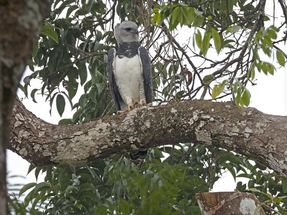 Harpy Eagle - Nereston Camargo