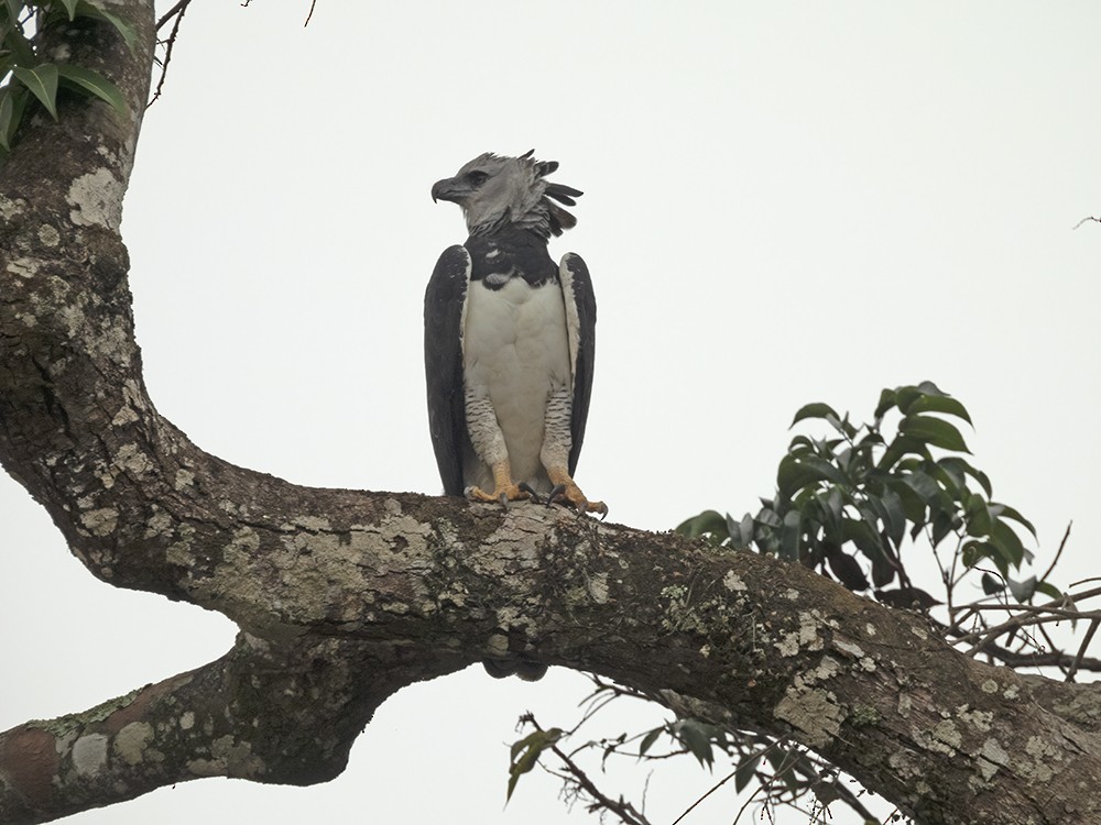 Harpy Eagle - Nereston Camargo