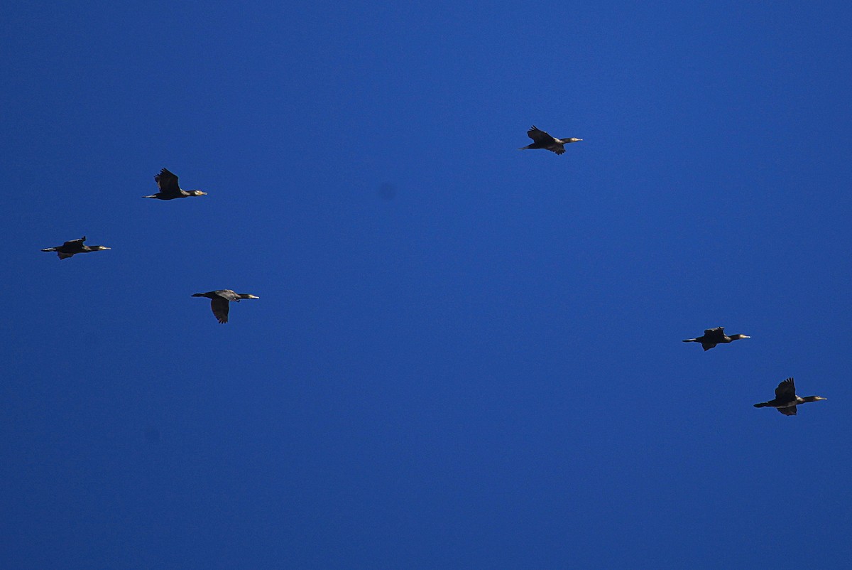 Great Cormorant (Australasian) - ML611804288