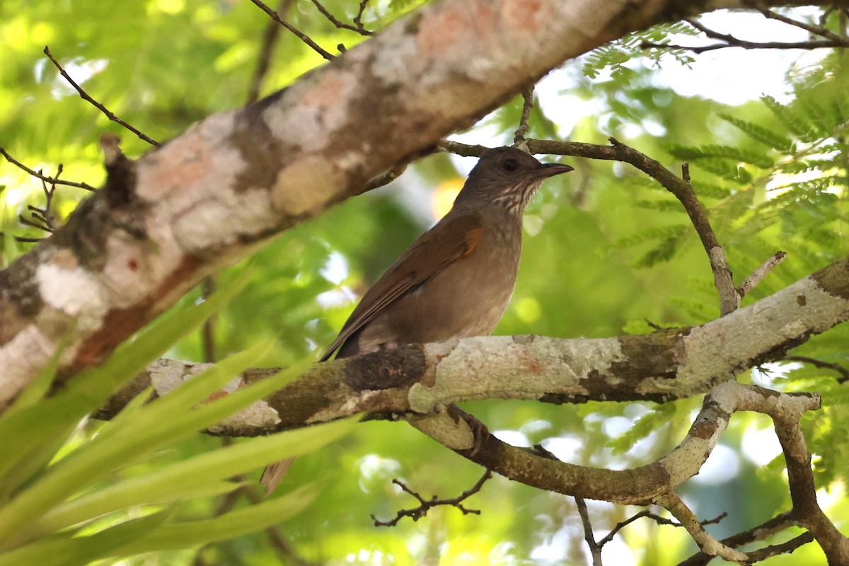 Pale-breasted Thrush - ML611804315