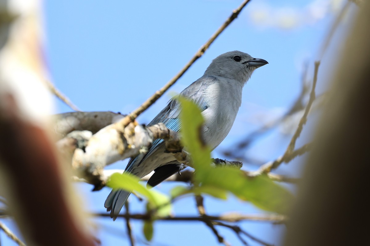 Sayaca Tanager - ML611804327