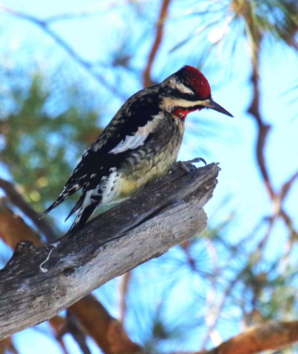 Yellow-bellied Sapsucker - David Leatherman