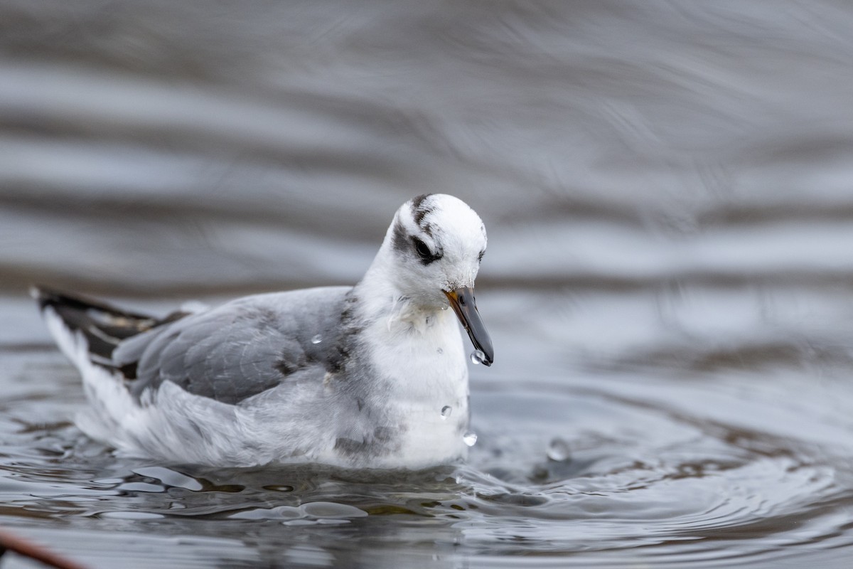 Red Phalarope - ML611804338