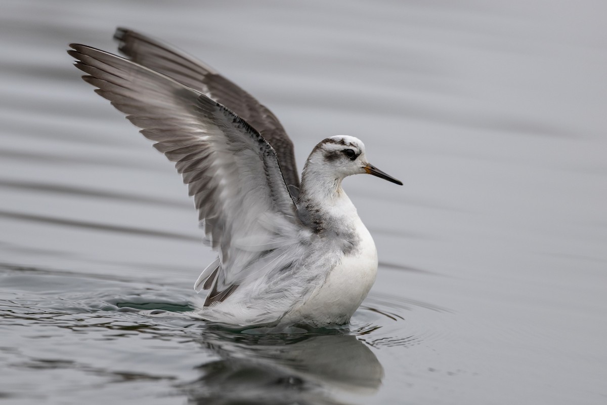 Red Phalarope - ML611804346