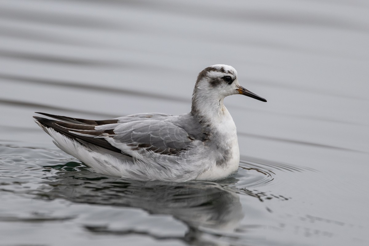 Red Phalarope - ML611804347