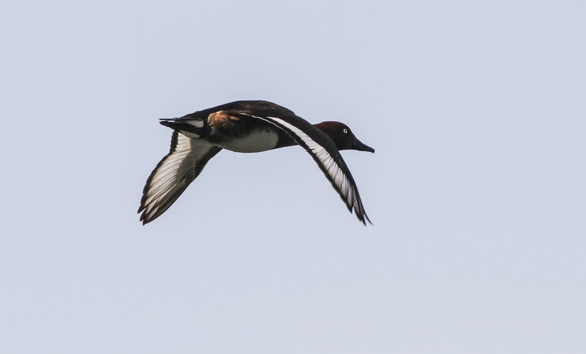 Ferruginous Duck - ML611804418