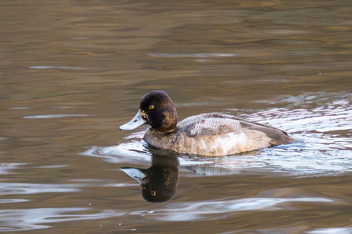 Lesser Scaup - Peter Rosario